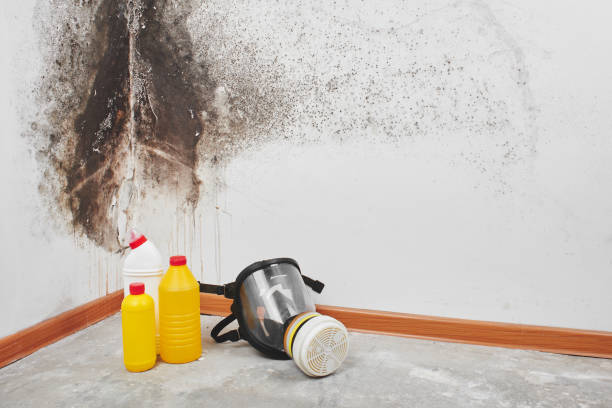 Best Local Mold Removal Service  in Hampstead, NC