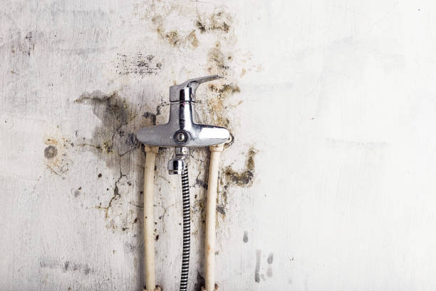 Best Professional Mold Removal  in Hampstead, NC
