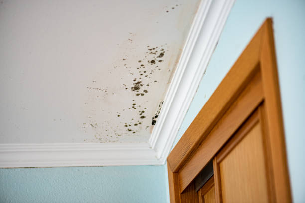 Best Attic Mold Removal  in Hampstead, NC