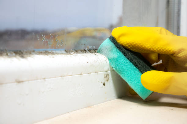Mold Testing and Removal in Hampstead, NC