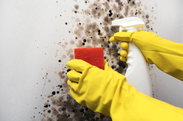 Best Mold Removal Process  in Hampstead, NC