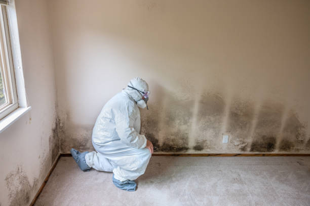 Best Crawl Space Mold Removal  in Hampstead, NC
