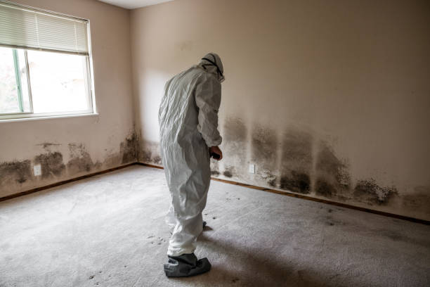 Best Mold Testing  in Hampstead, NC