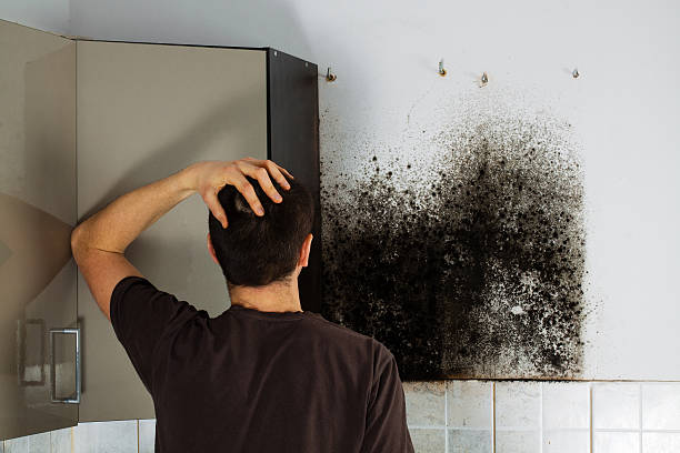 Best Affordable Mold Removal  in Hampstead, NC