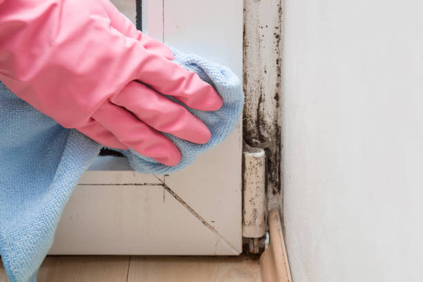 Best Mold Cleaning Services  in Hampstead, NC