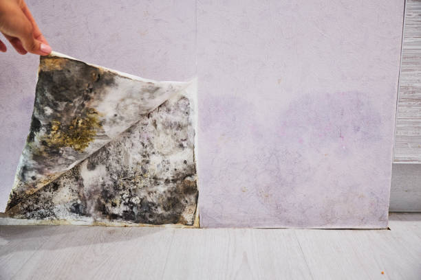 Best Black Mold Removal  in Hampstead, NC